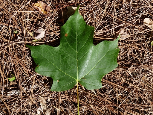 {Acer nigrum}